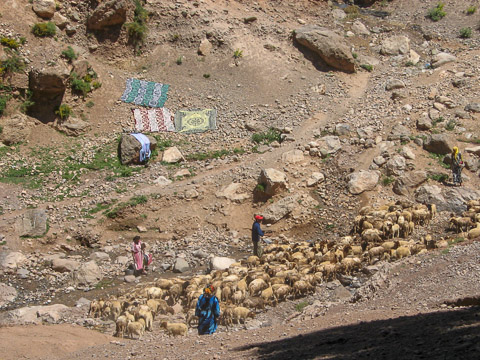 Troupeau de chèvres
