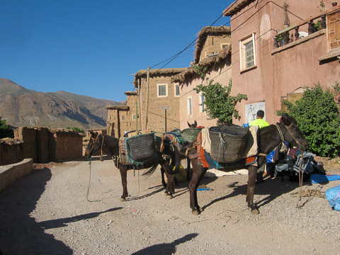 Chargement des mules