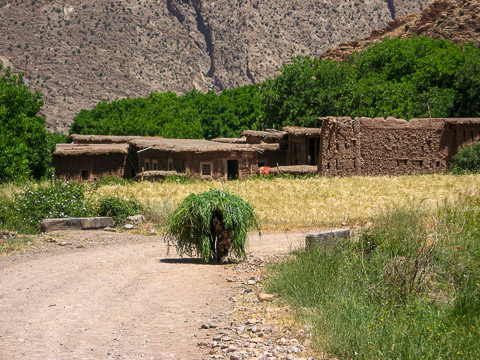 Mule de transport