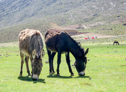 Les Mules