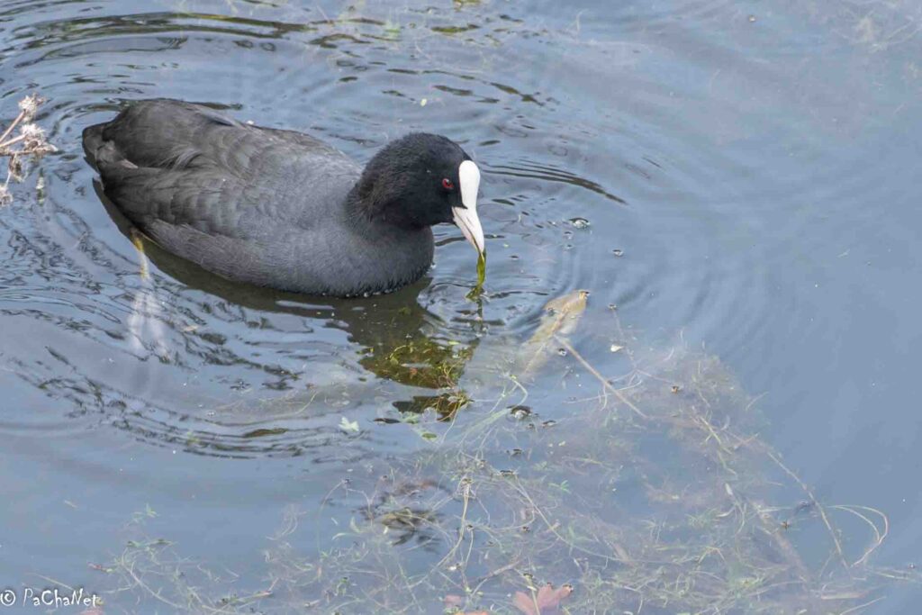 Saint-Omer : Sur le Marais Audomarois