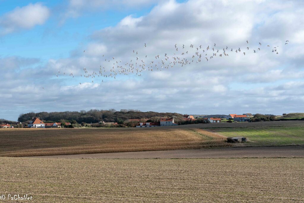 Wissant - Cap Blanc-Nez - Cap Gris-Nez